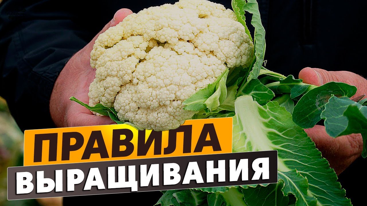 Как вырастить цветную капусту Романеско - YouTube